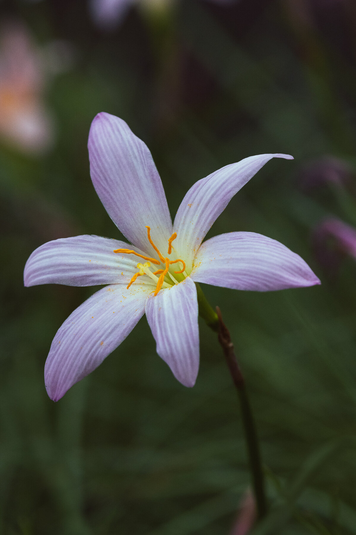 alpine_crocus_4429