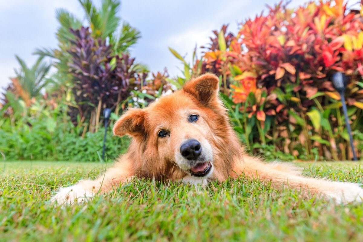 Hawaii Senior Dog Photography-45