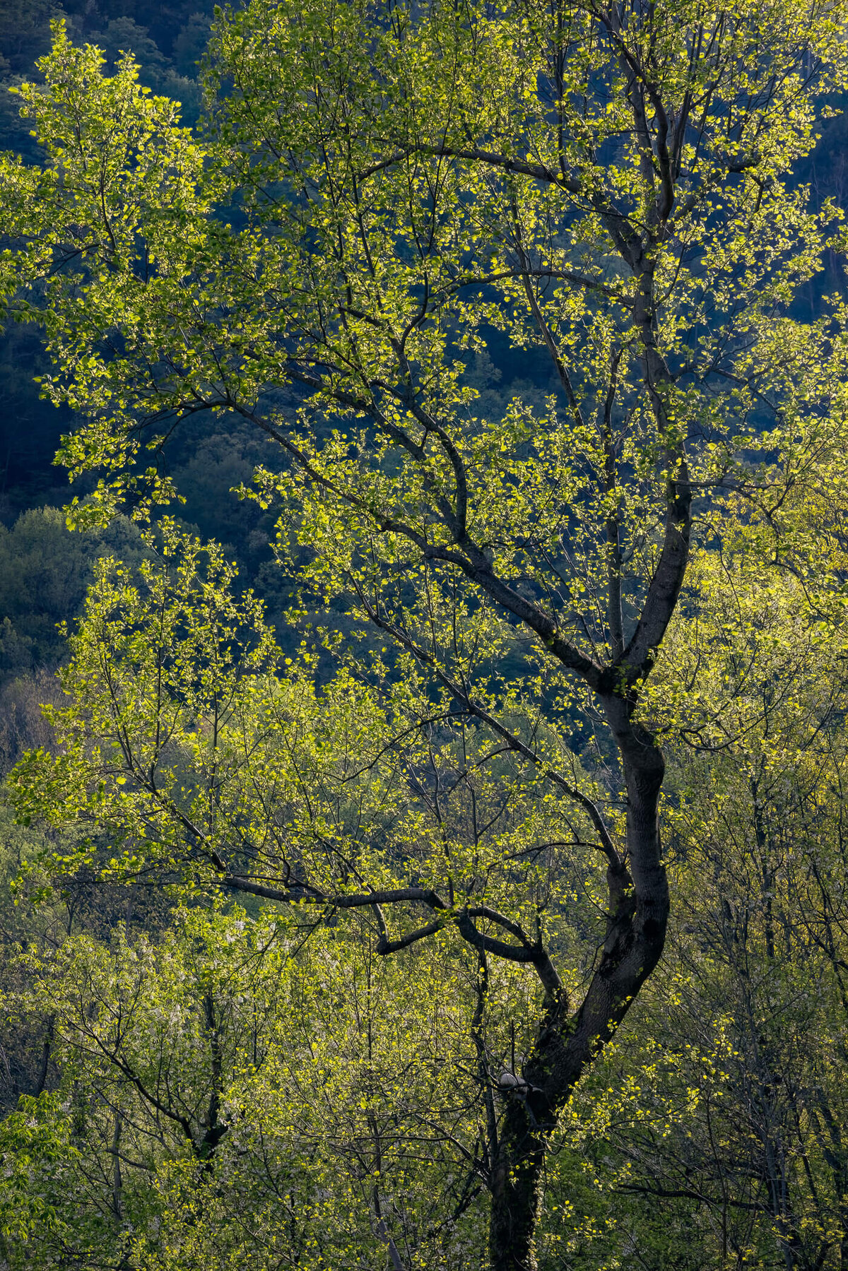 TN-Great-Smoky-Mountains-Nationla-Park-Landscape-Nature-Photography-Chrissy-Donadi-9