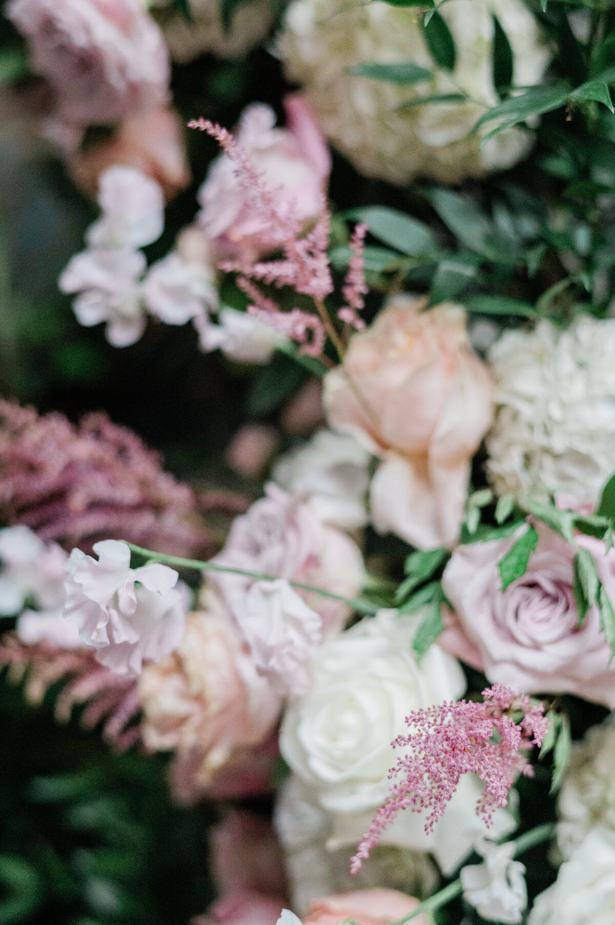 Close up of pink and purple roses