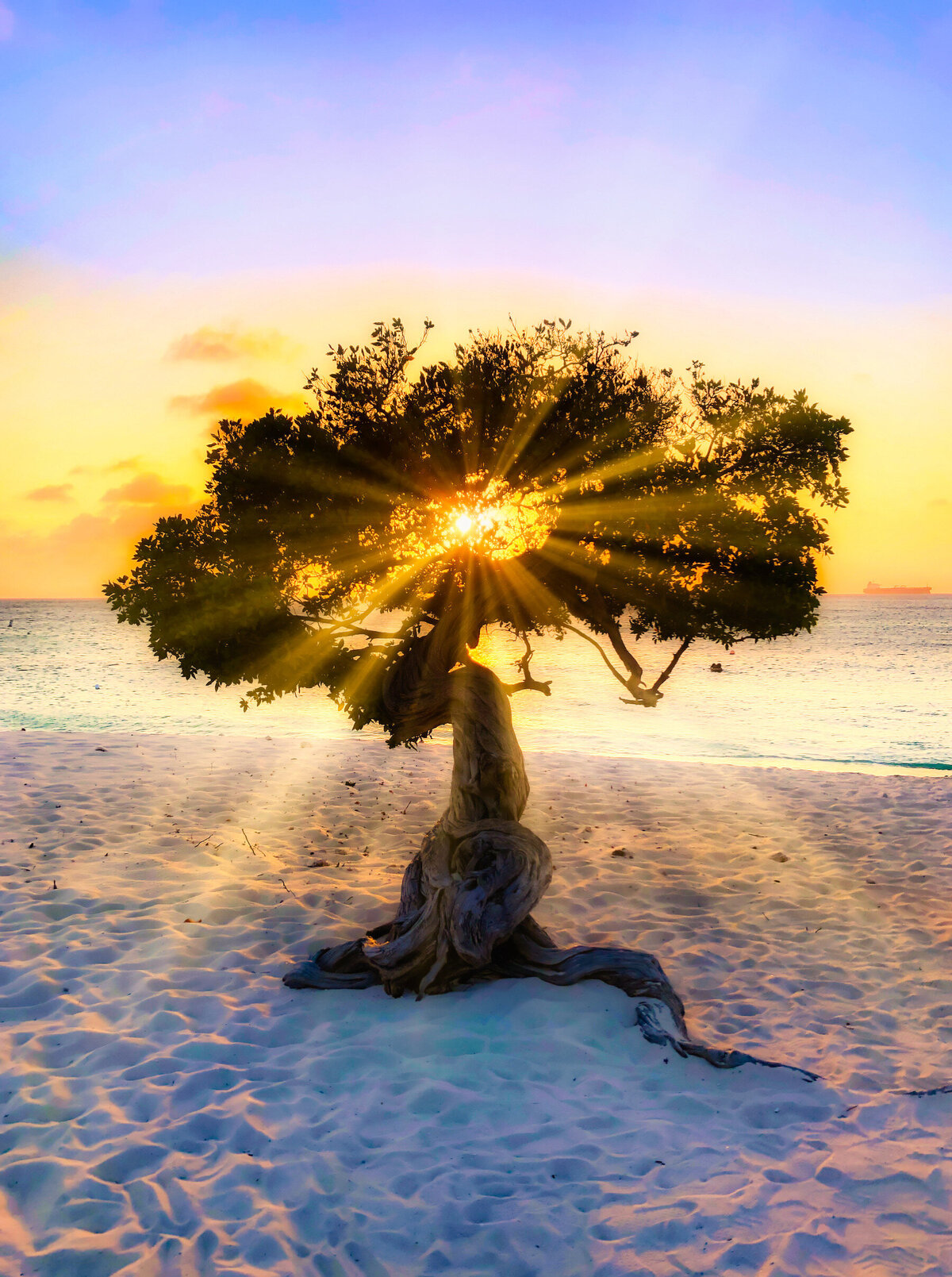 Divi tree sunlight copy