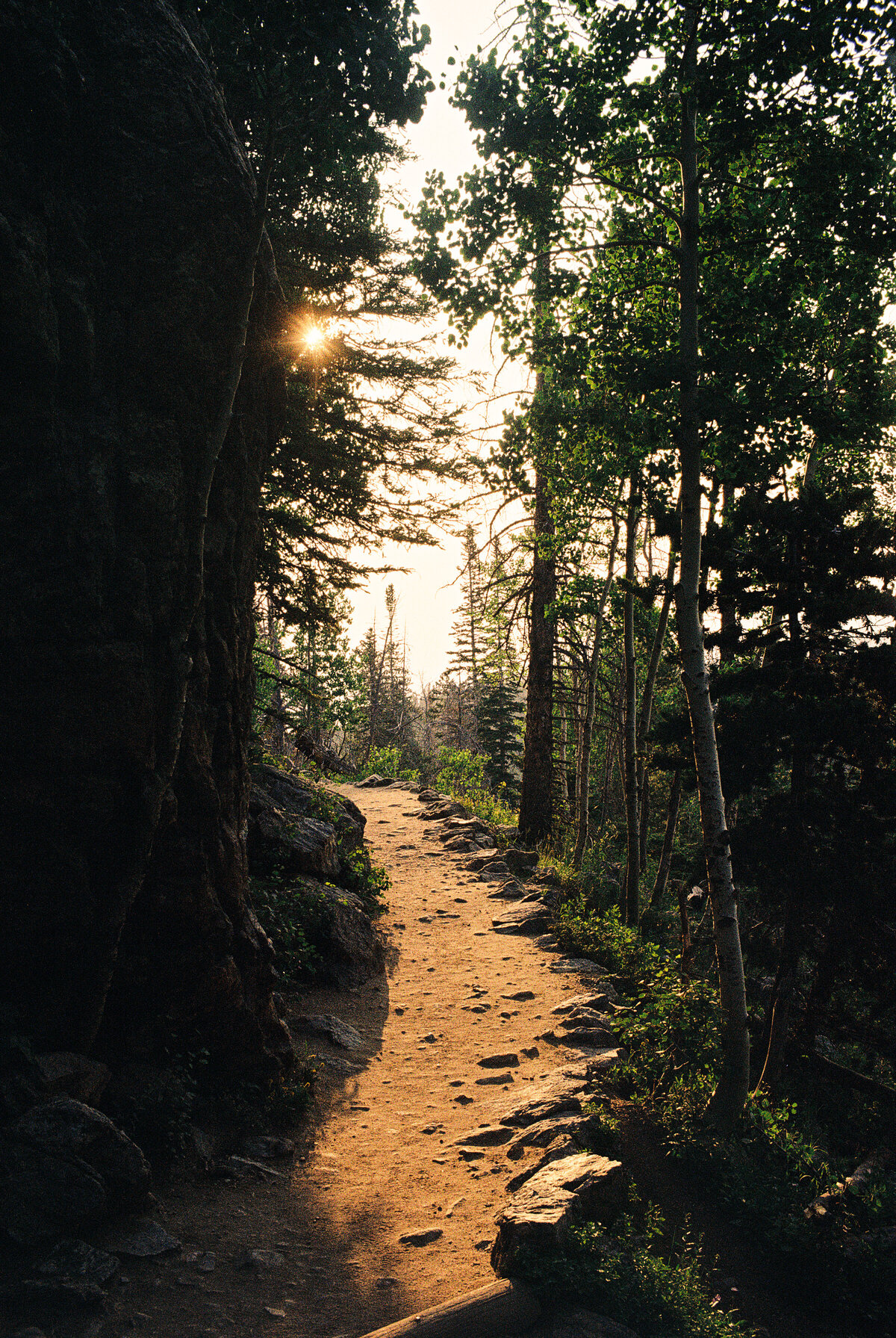 Colorado Forest Path