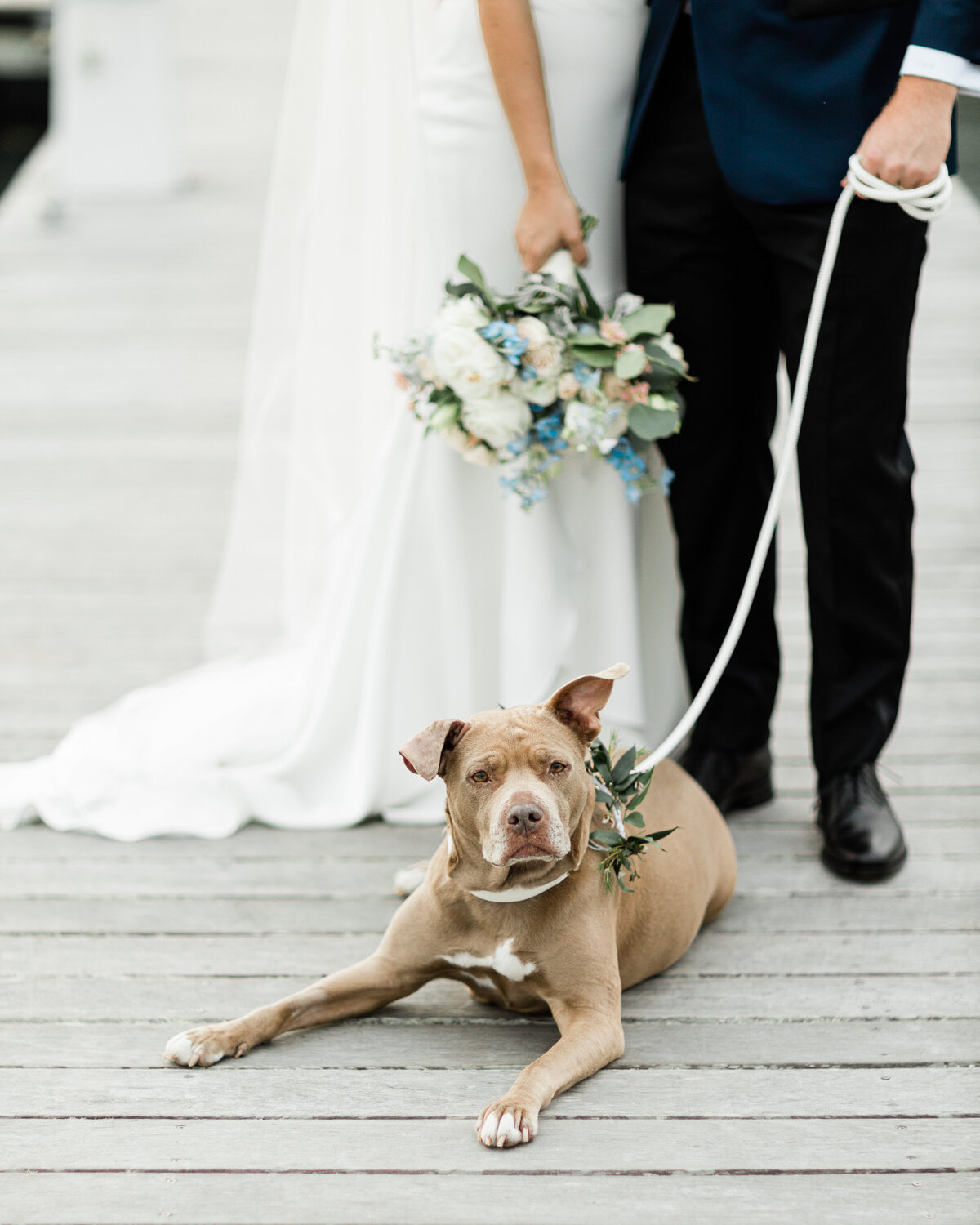 Puppy wedding photo