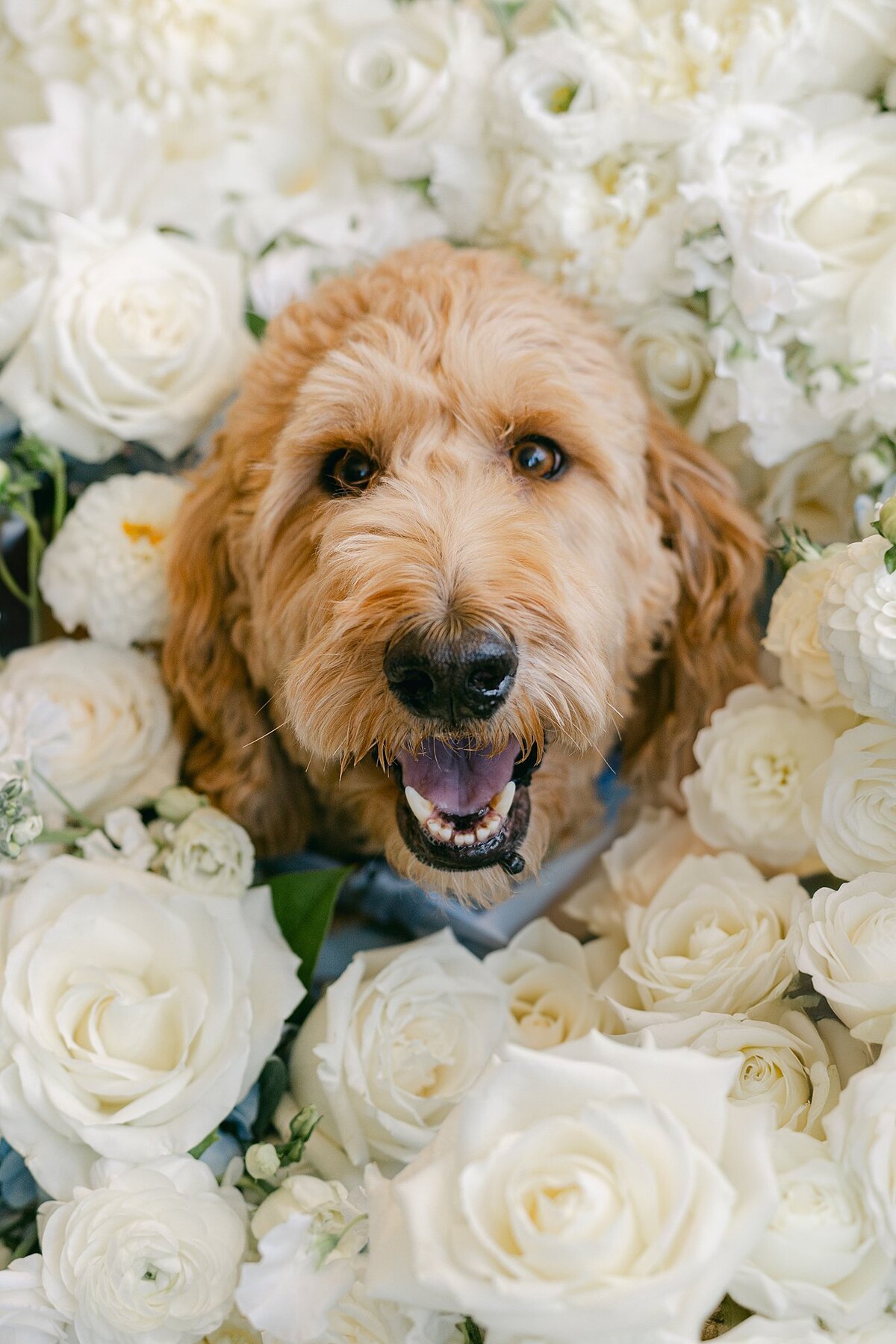 Hotel Carmichael Wedding Alison Mae Photography_1860