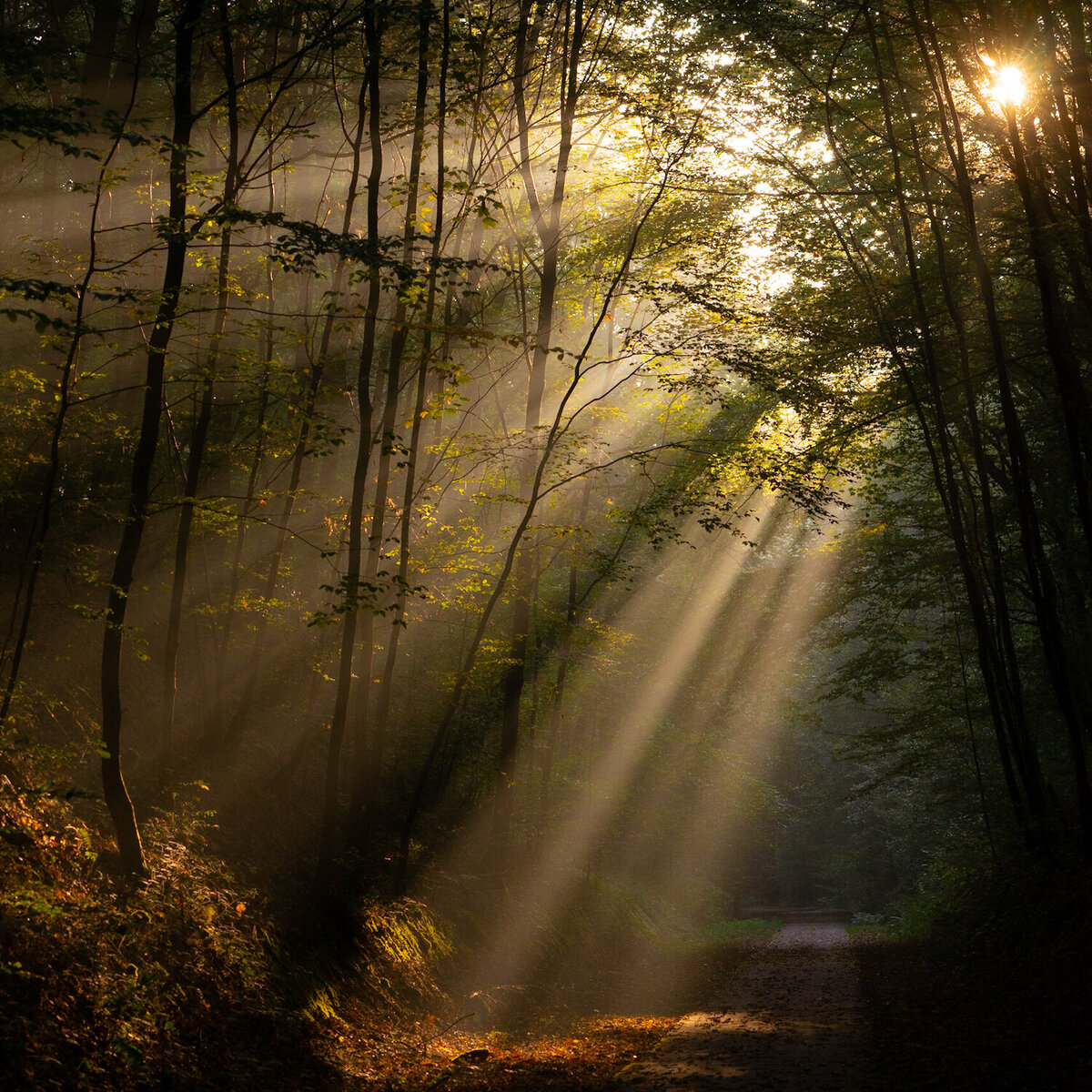 Bird_on_Birch_sunrise_2