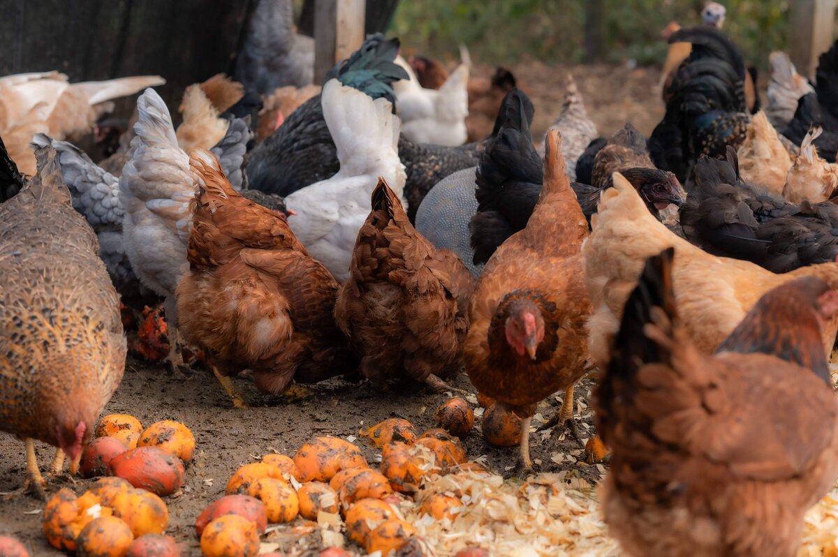 KristenVannPhotography-KelRaeFarm-headshots-25-5362