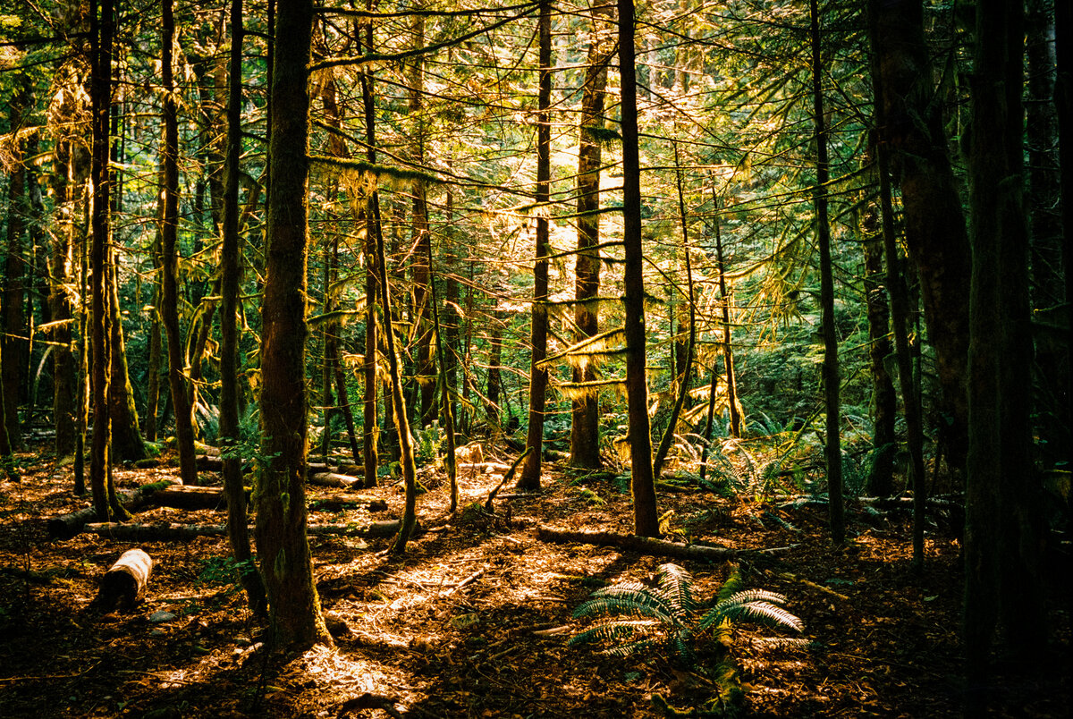 Forest Texture-1