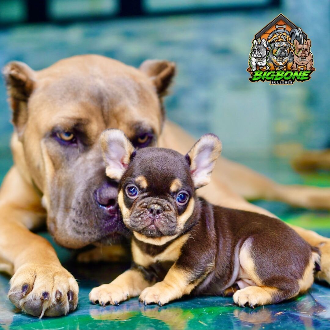 choc frenchie pup