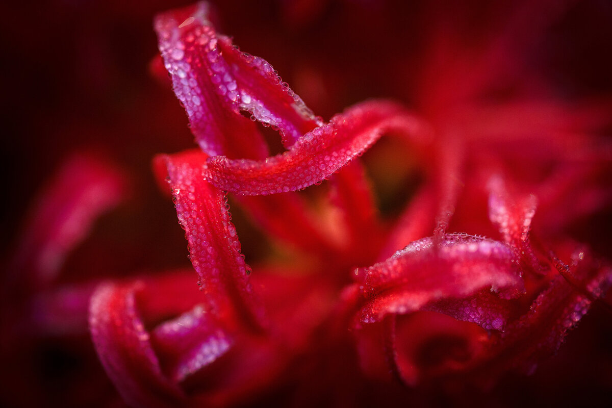 *Red-DITL8-22