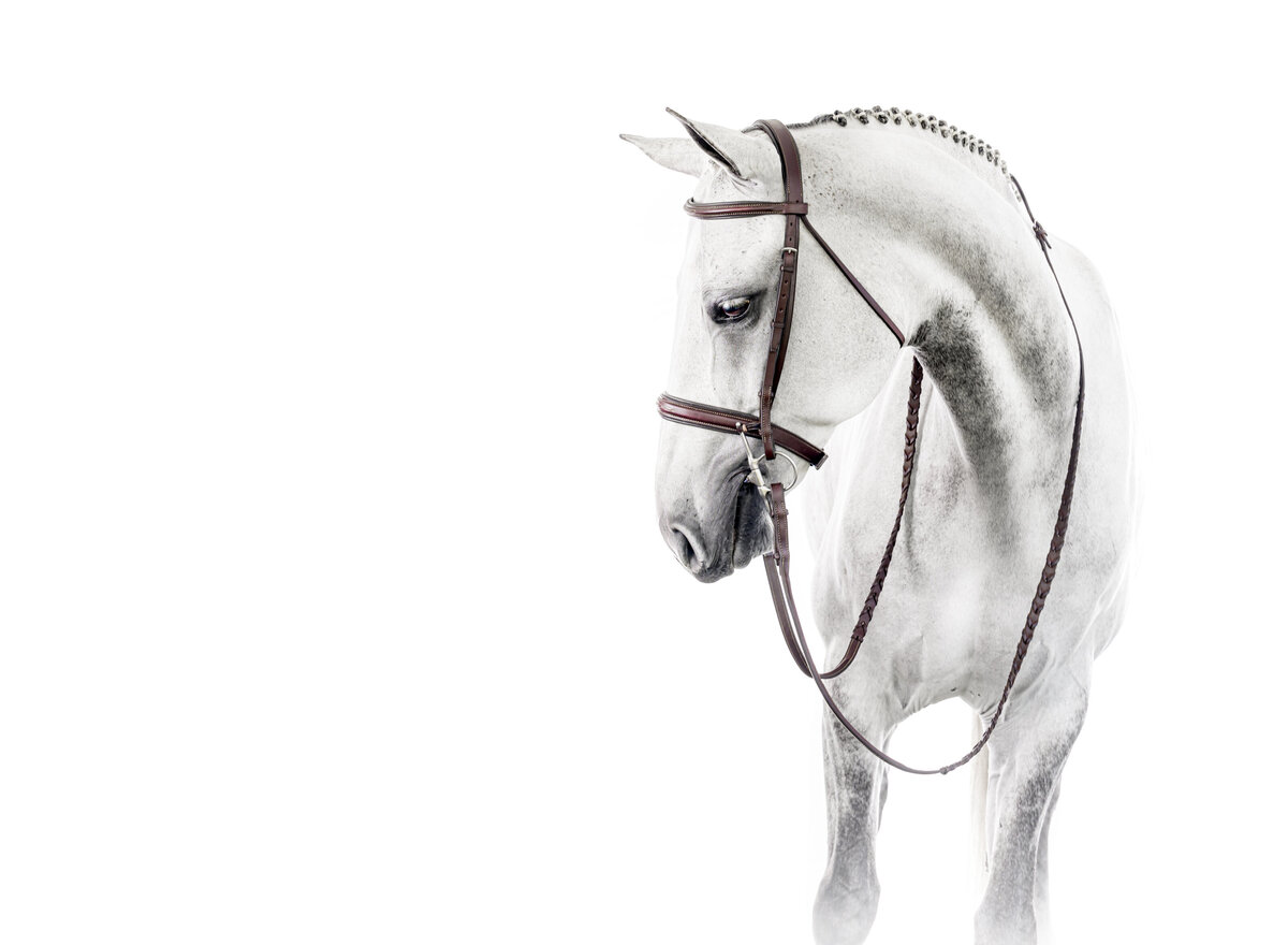 Gray Horse on White