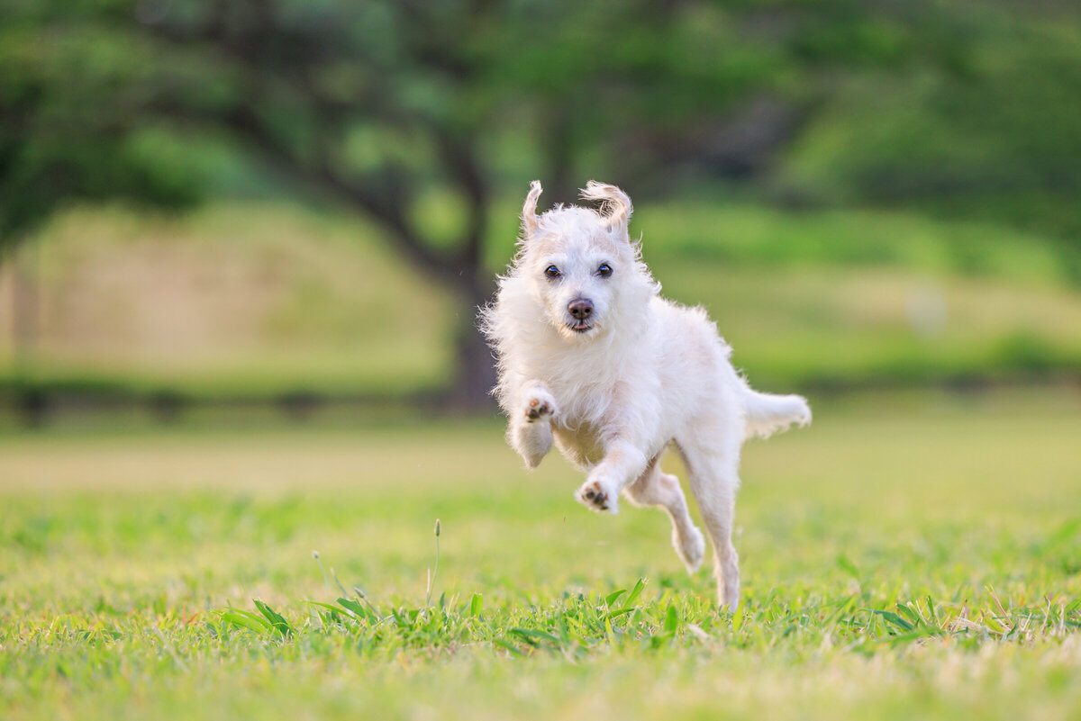 Hawaii Senior Dog Photography-42