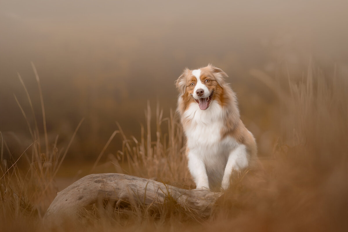 maine pet photography Australian shepherd 