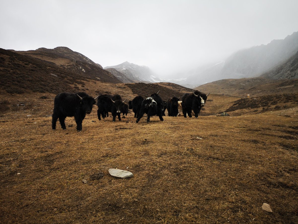 Yaks_Shan_Da_Feng