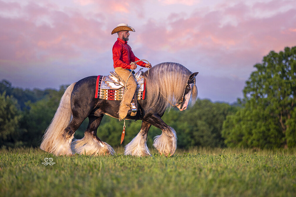 gypsy vanner silver dapple