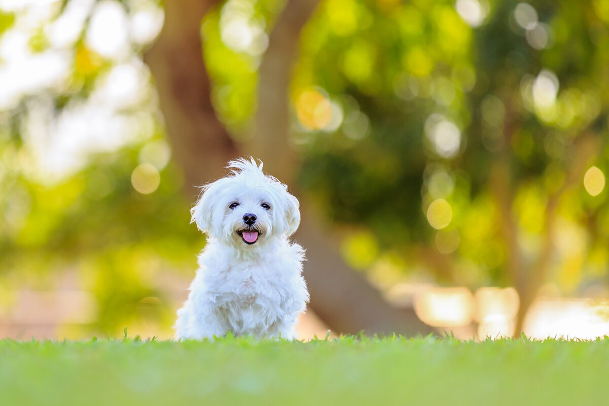 Hawaii Senior Dog Photography-21