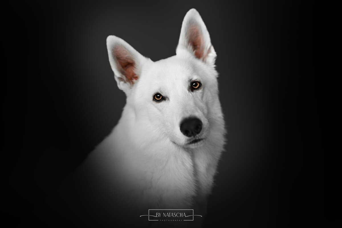 Een Zwitserse witte herder op een zwarte achtergrond