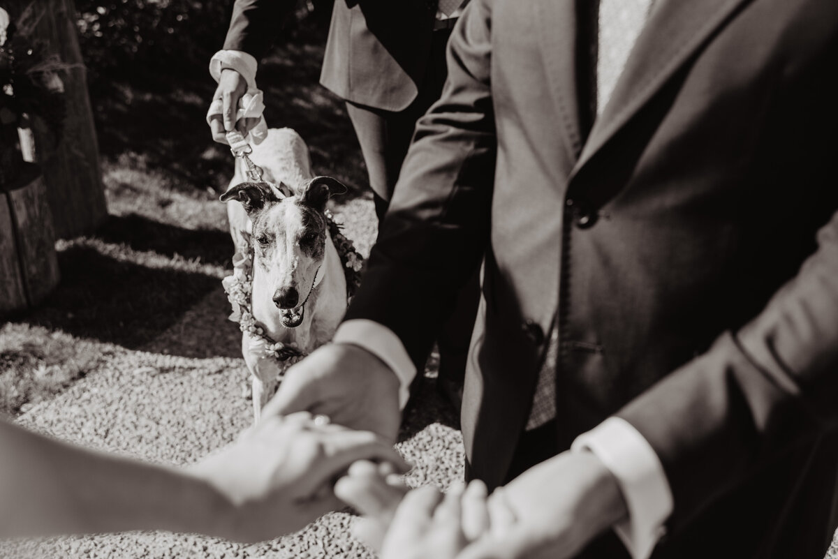 Photographers Jackson Hole capture dog standing by alter with couple getting married