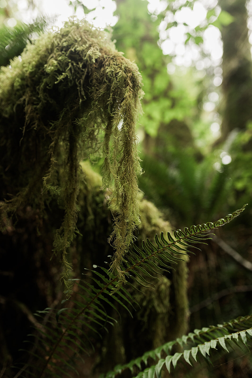 Olympic National Park Elopement  - Tara Nichole Photo - 2023 - Kyle and Keaton-17
