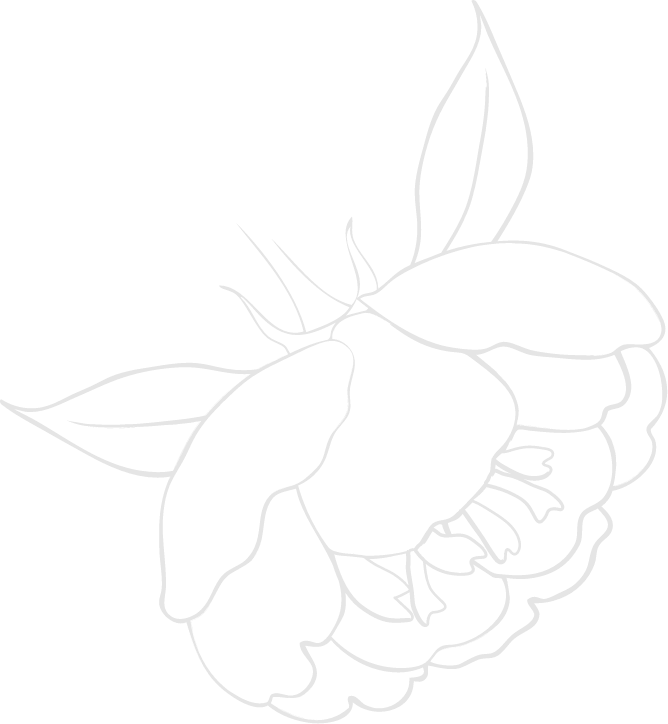 Peony flower head outline in white.