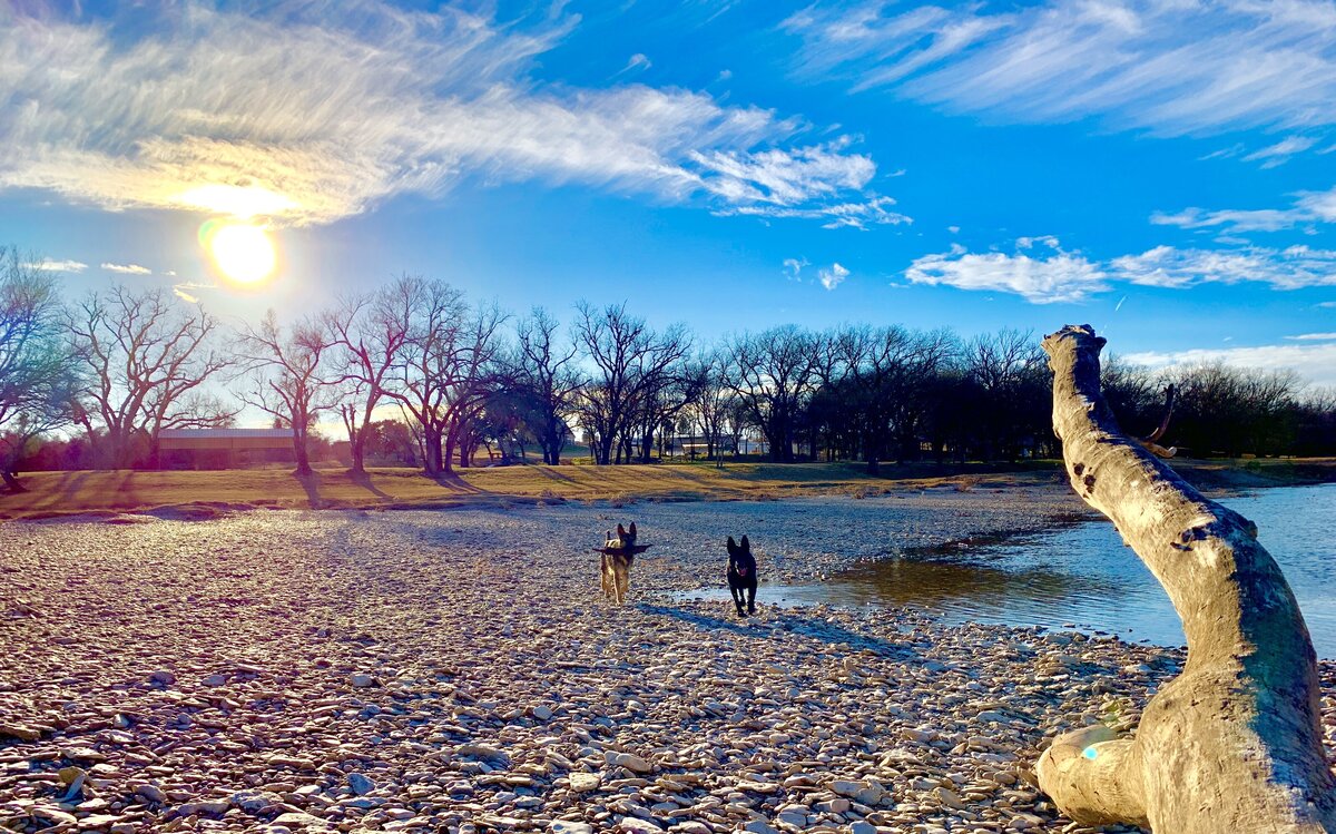 Dogs enjoy time outside off their leashes able to run around and play