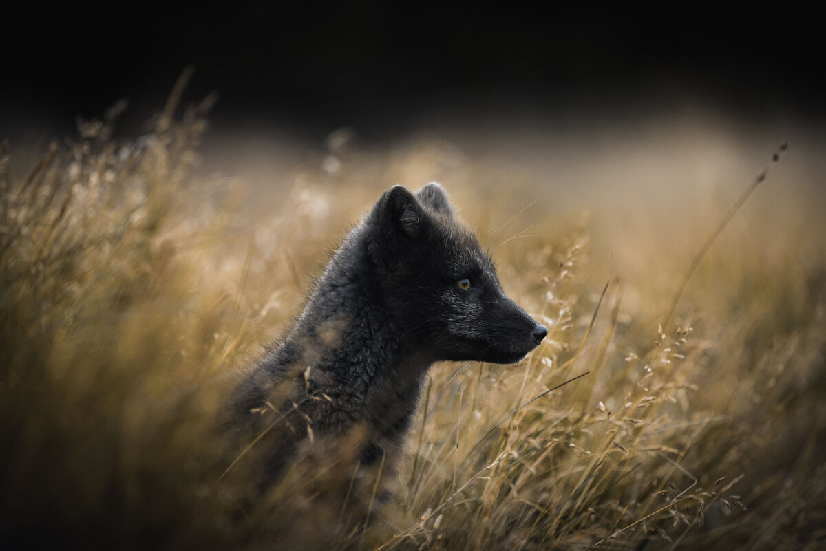 138_arctic fox