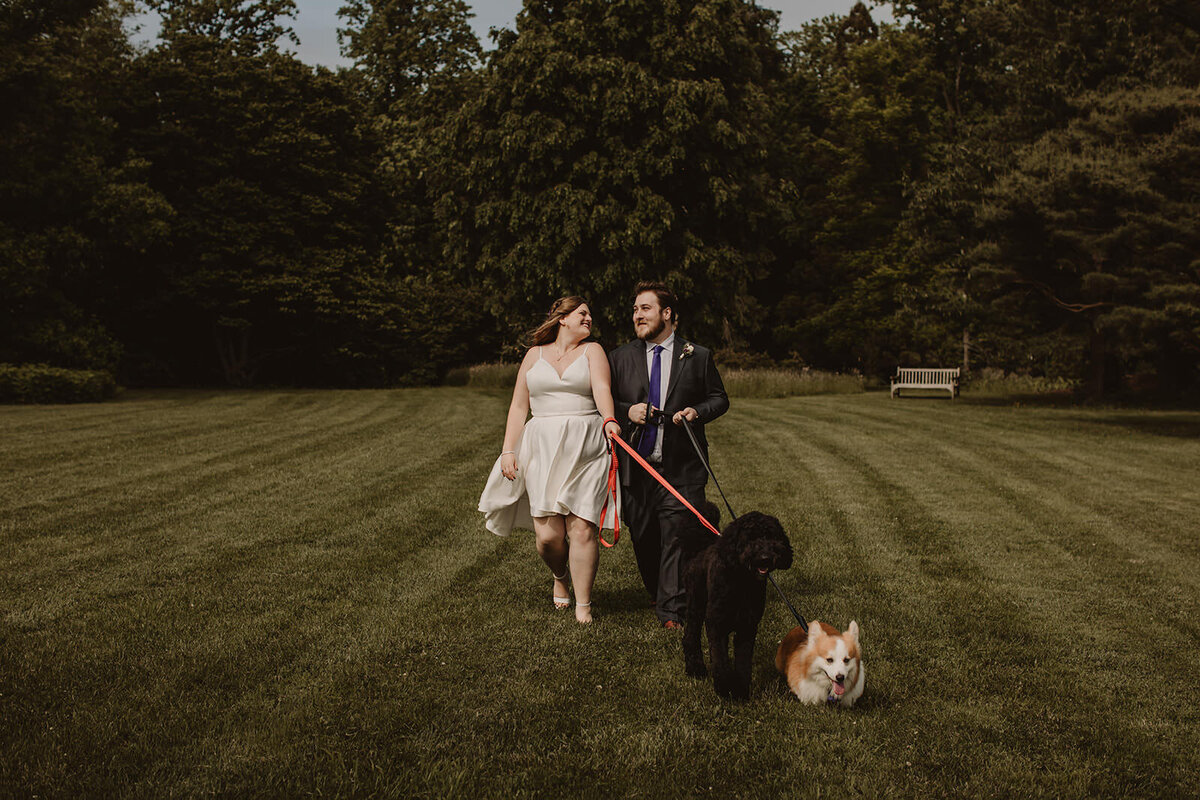 Newlyweds walking in a field with their dogs 