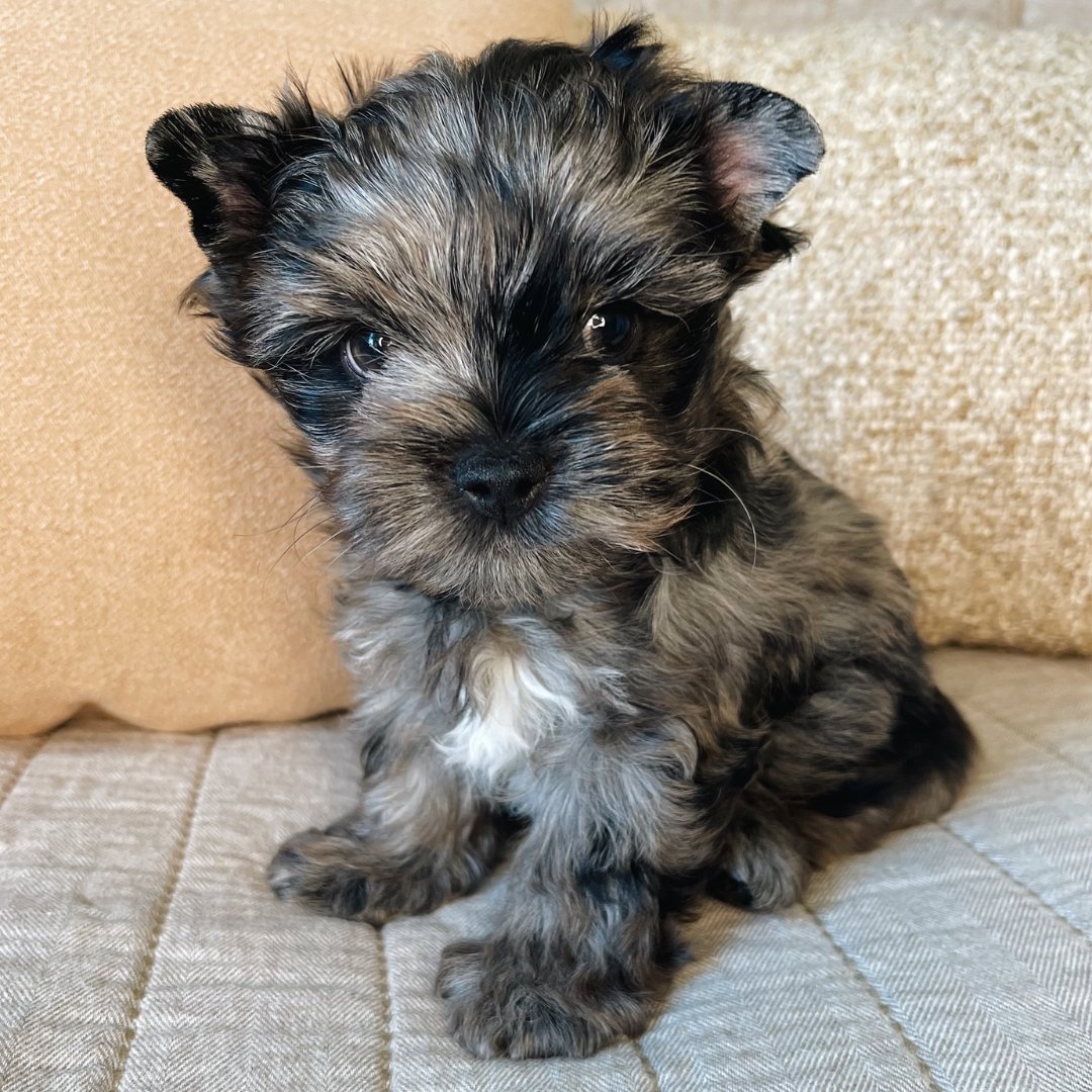 Zane-Heart-and-home-yorkies-3