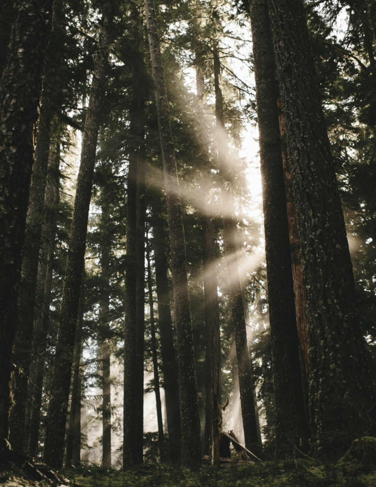 Sun shining through trees symbolizing renewing