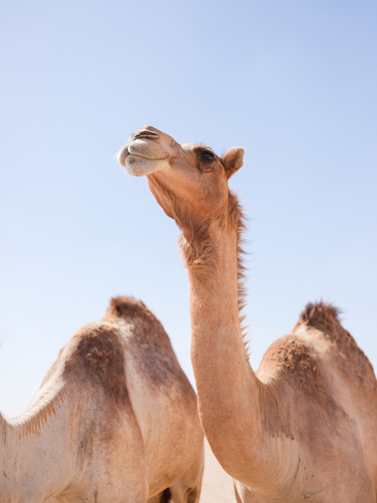 Michelle Norwood Living - Luxury Travel Inspiration - Dubai - elisabricker-5287