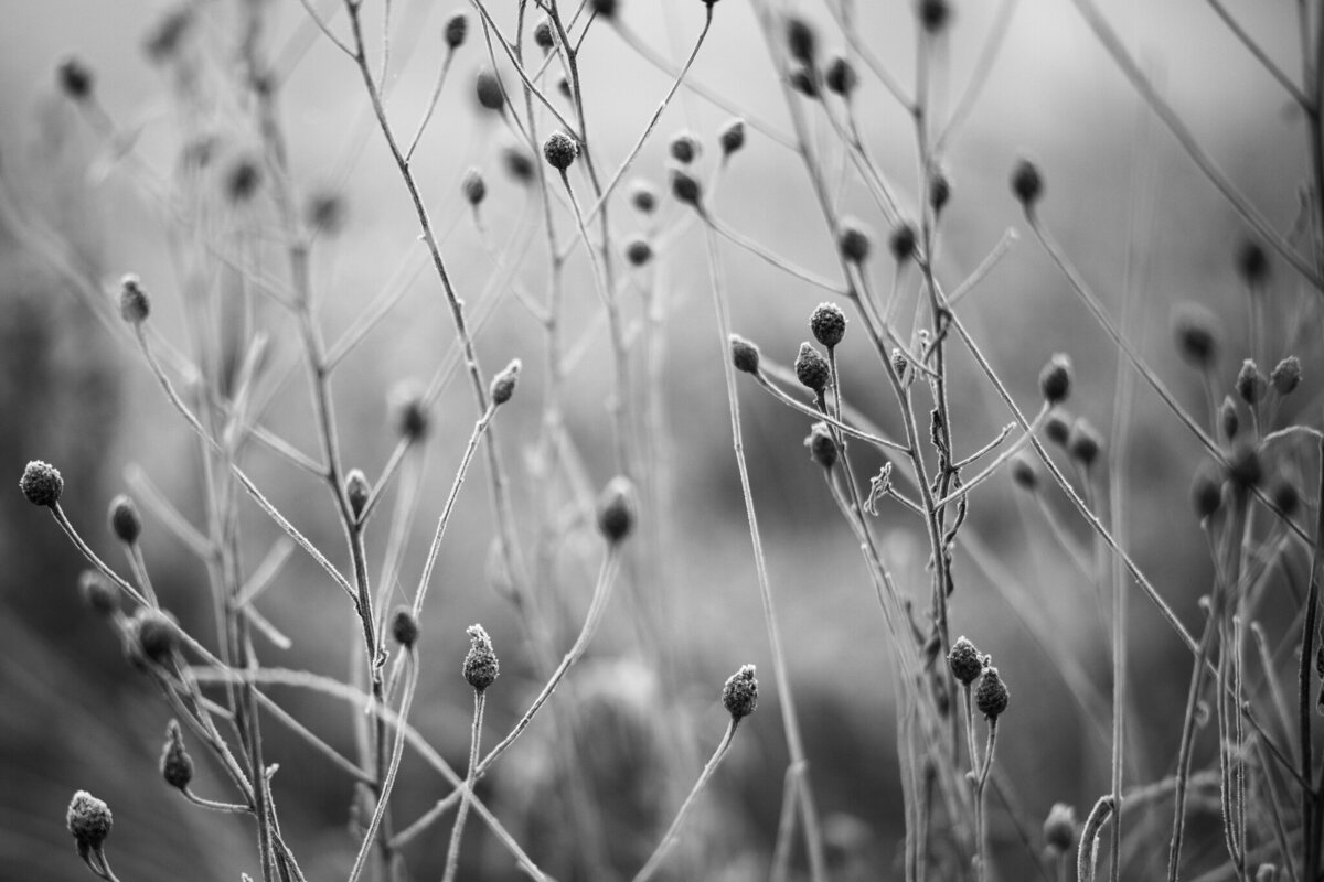 fine_art_photographer _020