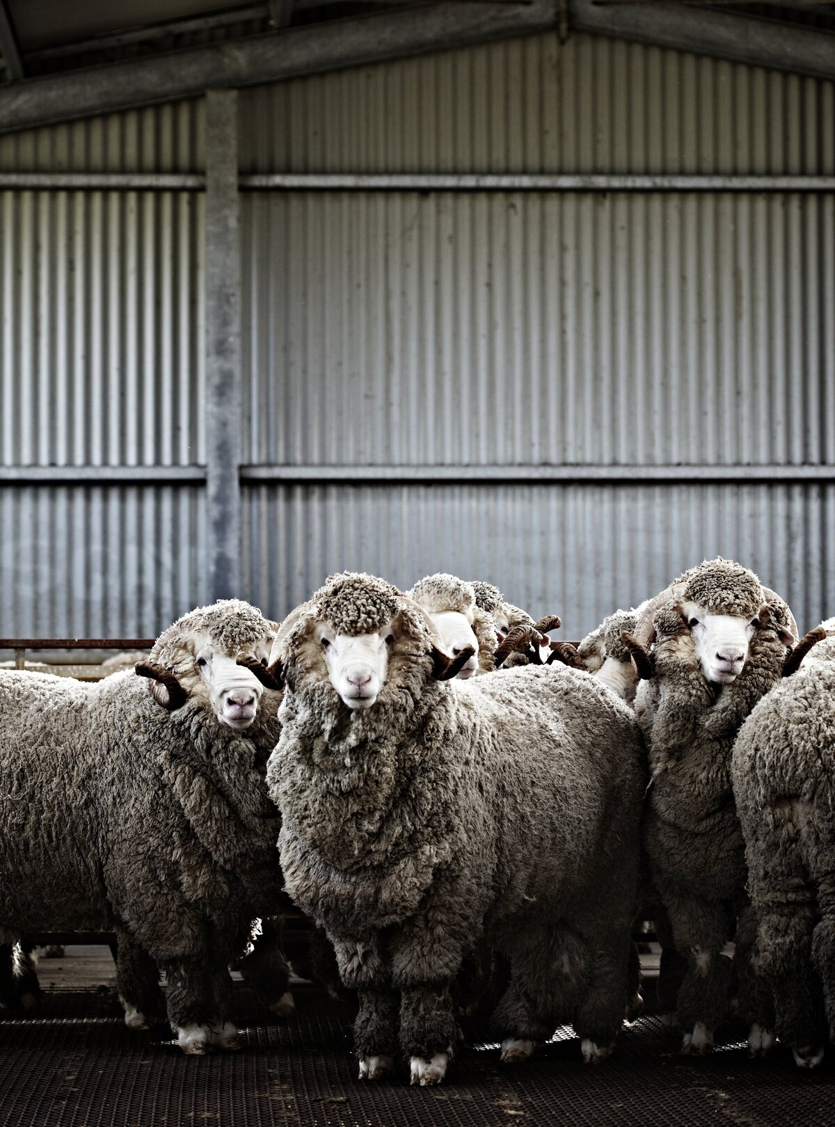 Wurrook Merino-05