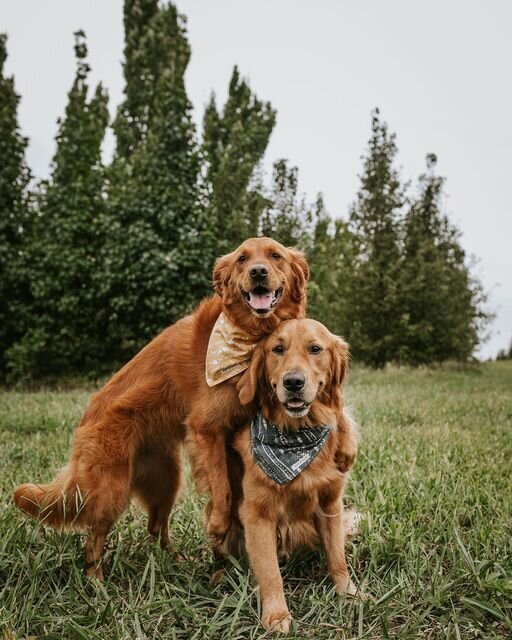 dogs hugging