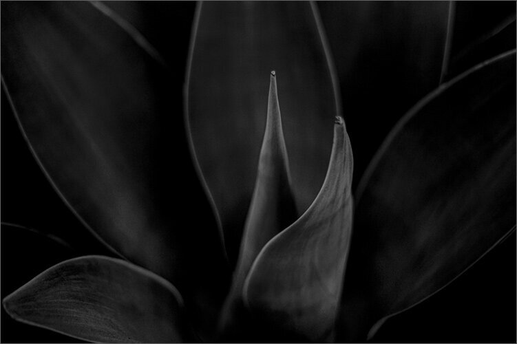 Fine Art Photographic Metal Print Closeup of Flower leaves titled Surge