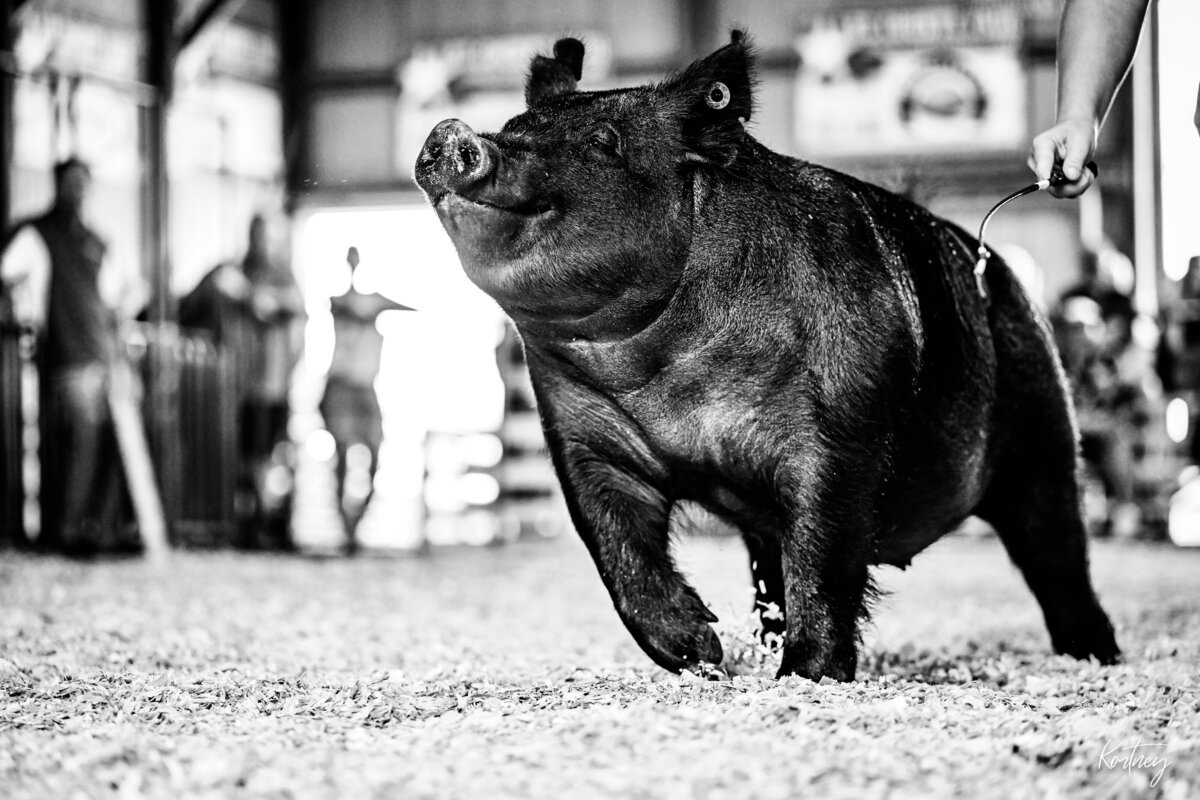 black pig with head jacked up