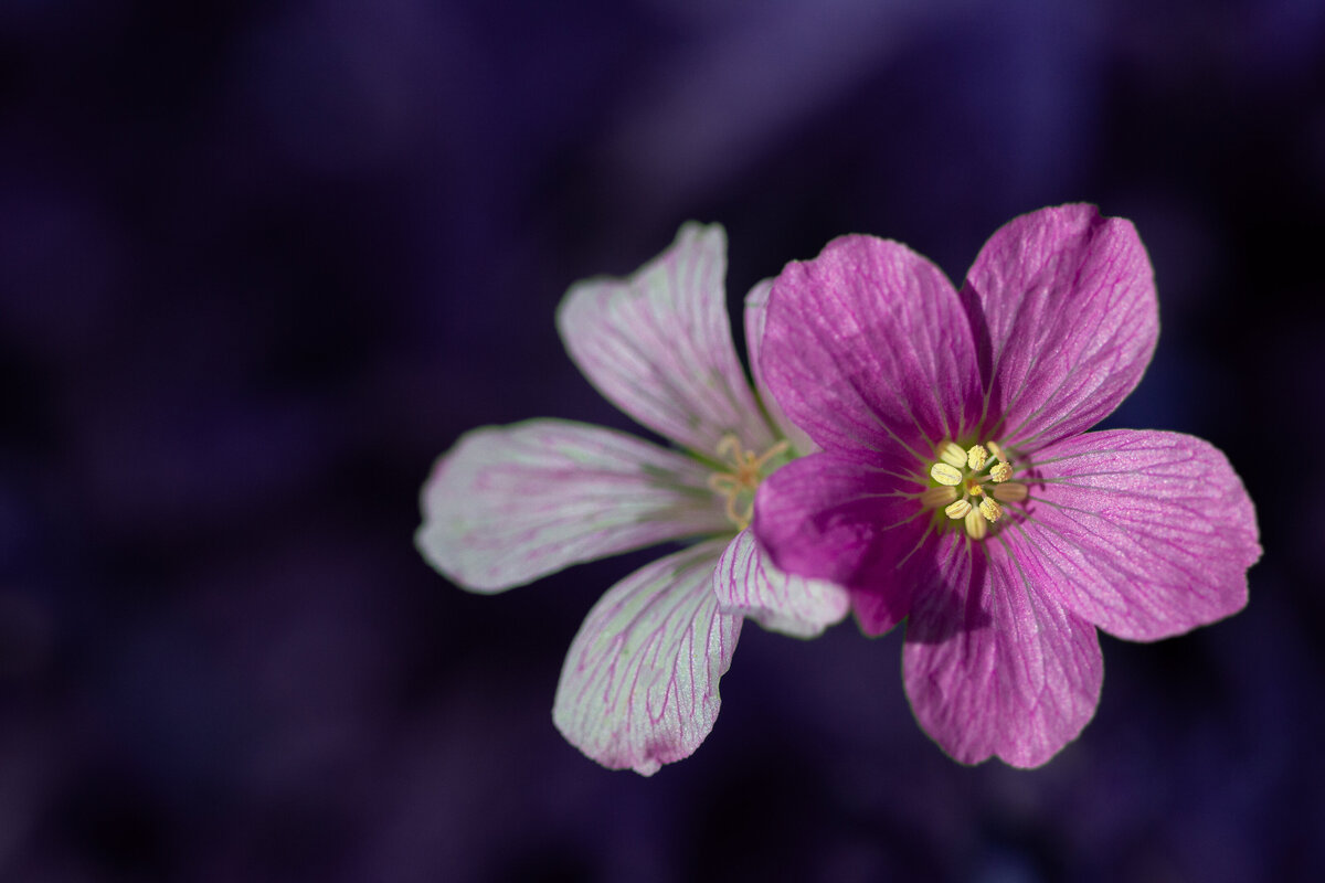 soapwort_0380