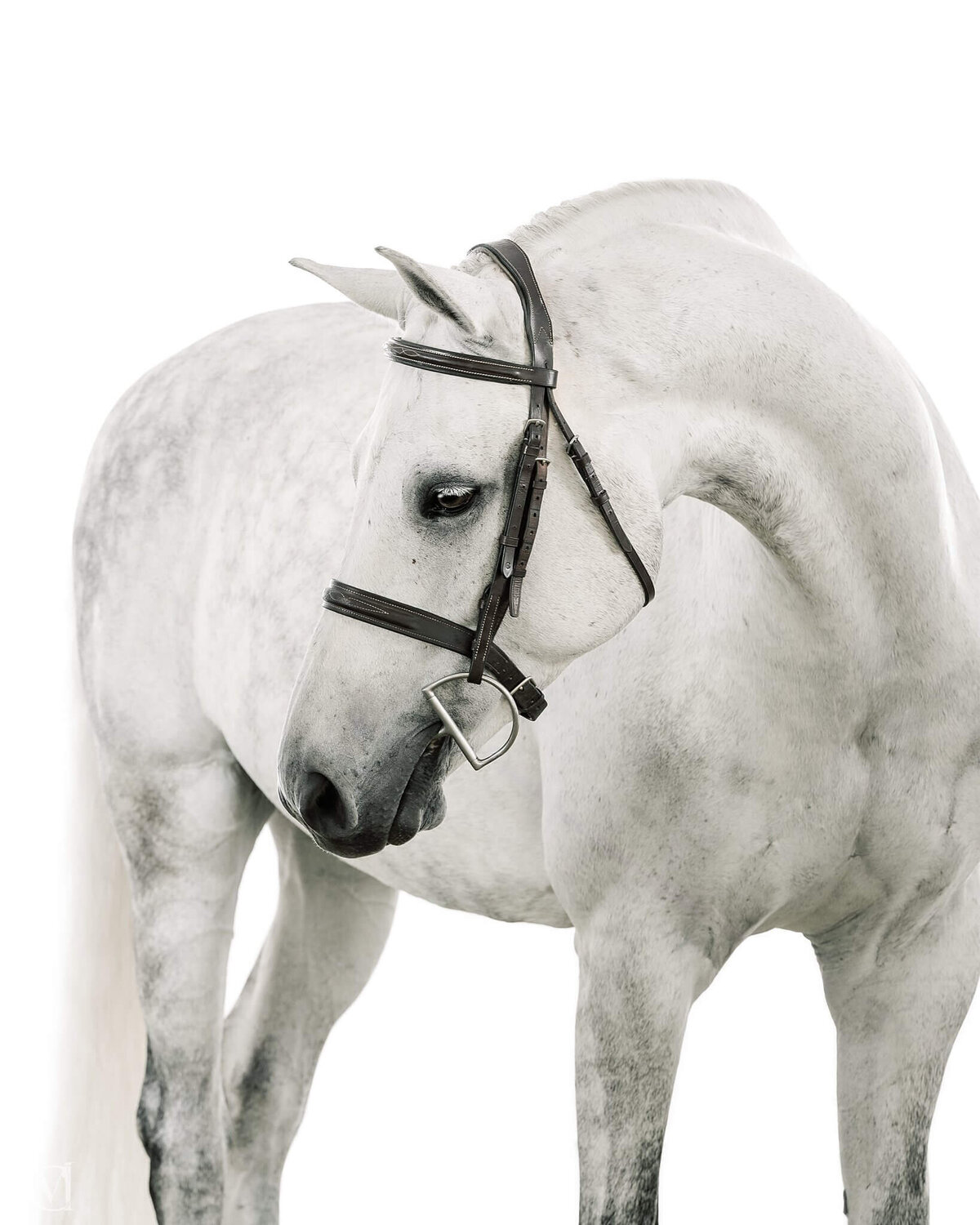 equine-white-background-pictures2024-10-04 at 10.06.57 PM 8