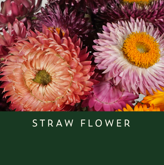 Straw-Flower