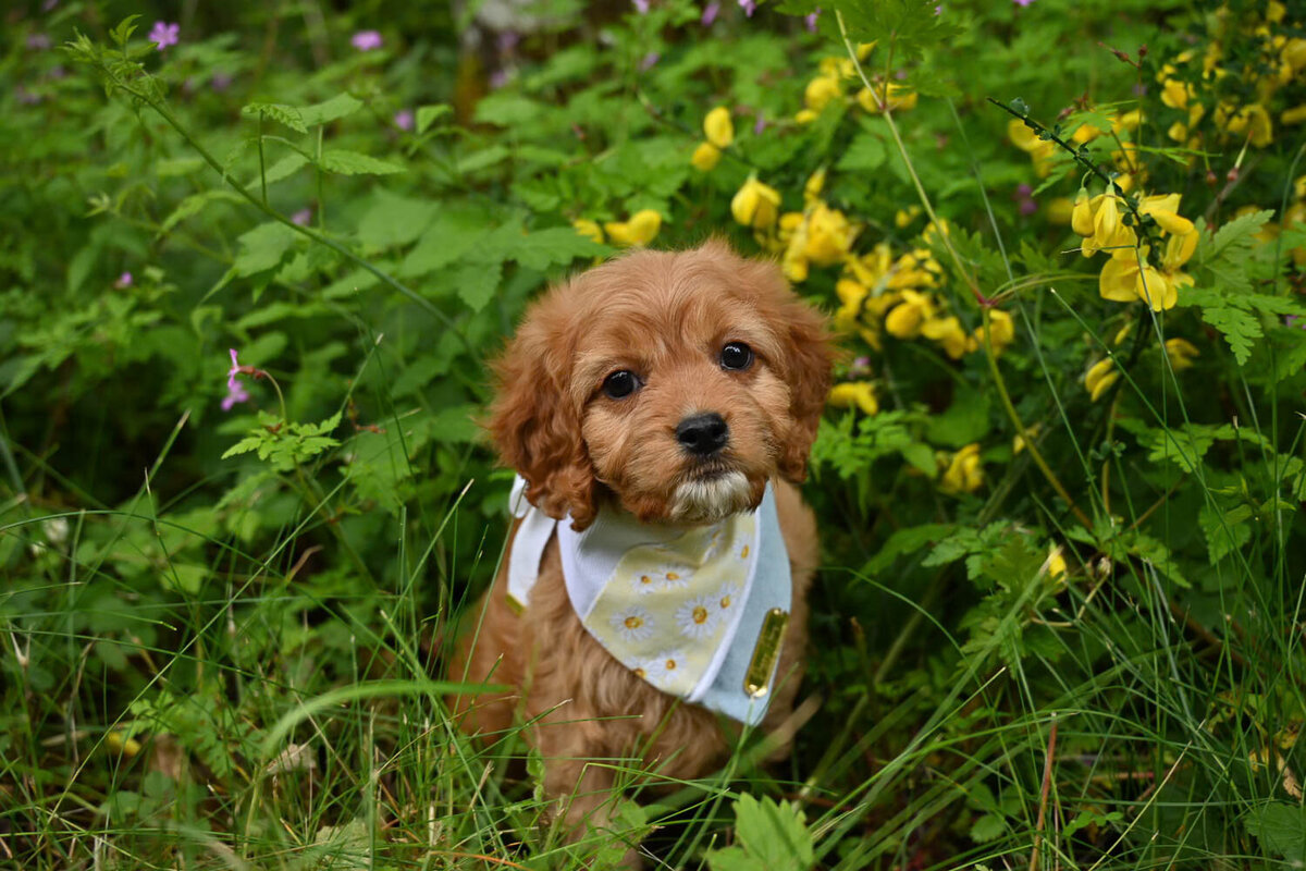 Heavenly Puppies to Love Cavapoo, Cockapoo, and Maltipoo Puppies Photo May 18 2025, 4 01 27 PM263