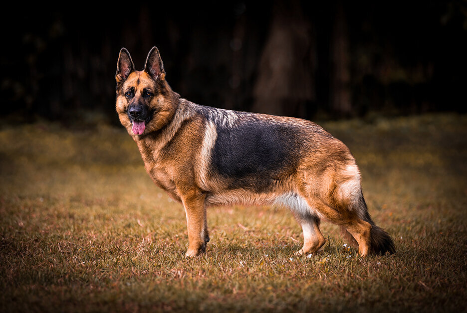 StunningSteedsPhoto-LR-5415-GermanSheperd