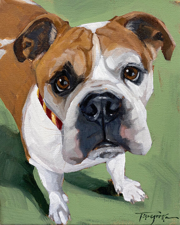 custom pet portrait droopy face brown and white dog
