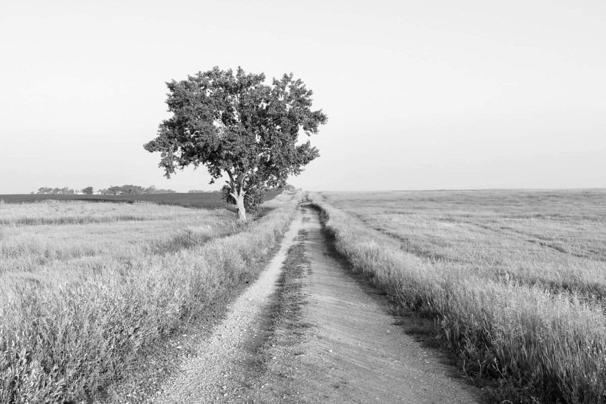 Black and White Photo of The Normal40 Ranch with a large tree and road down the middle of a field
