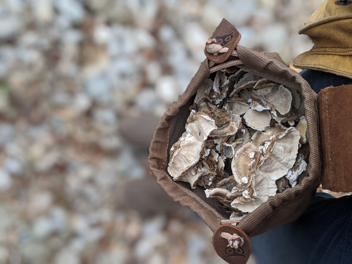 Turkey Tail Harvest 2020