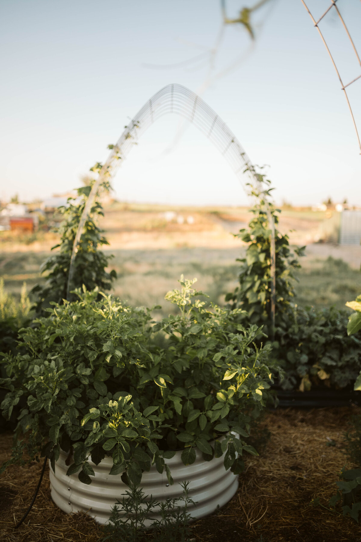 garden2023-131 2