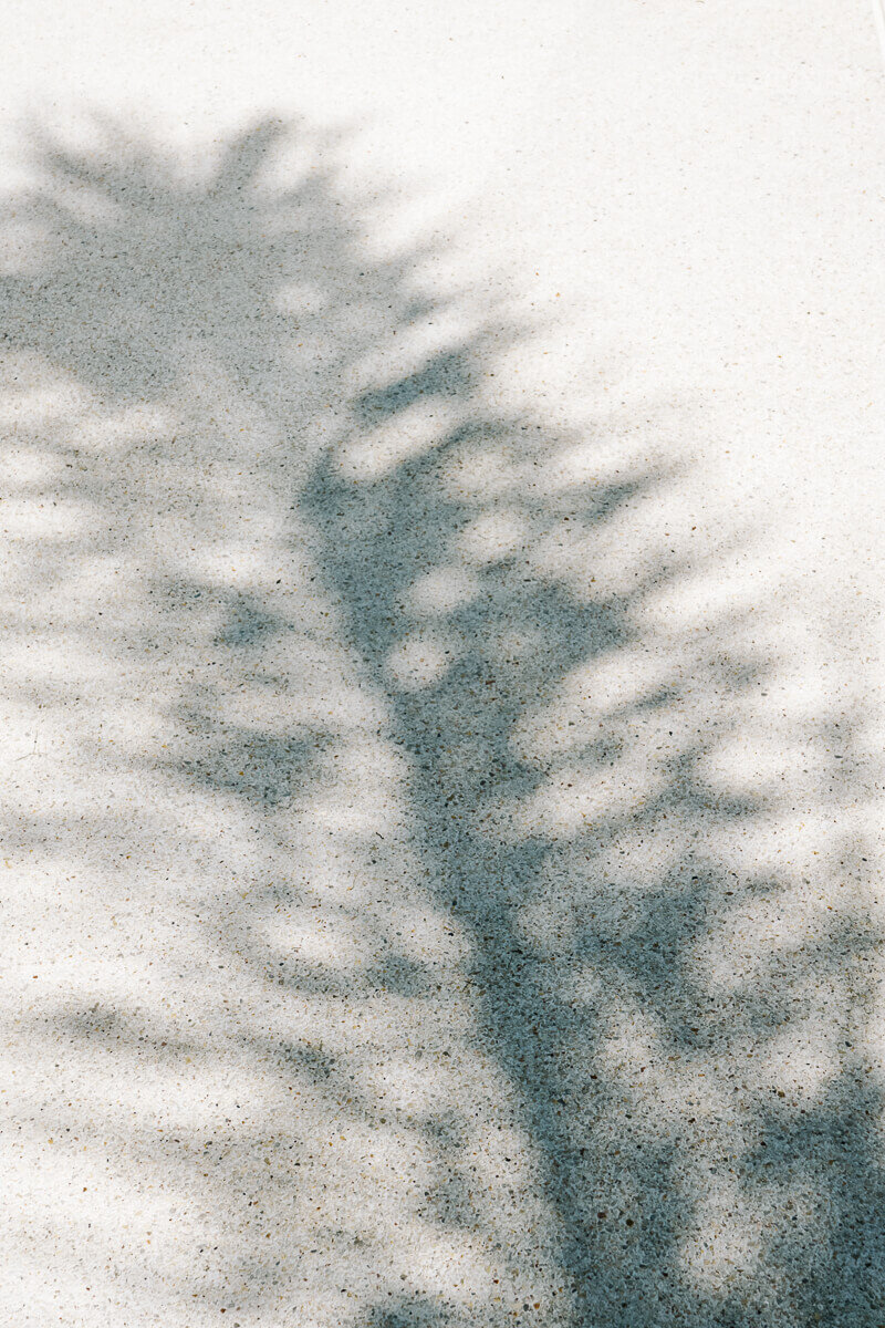Reflection of palmtree.
