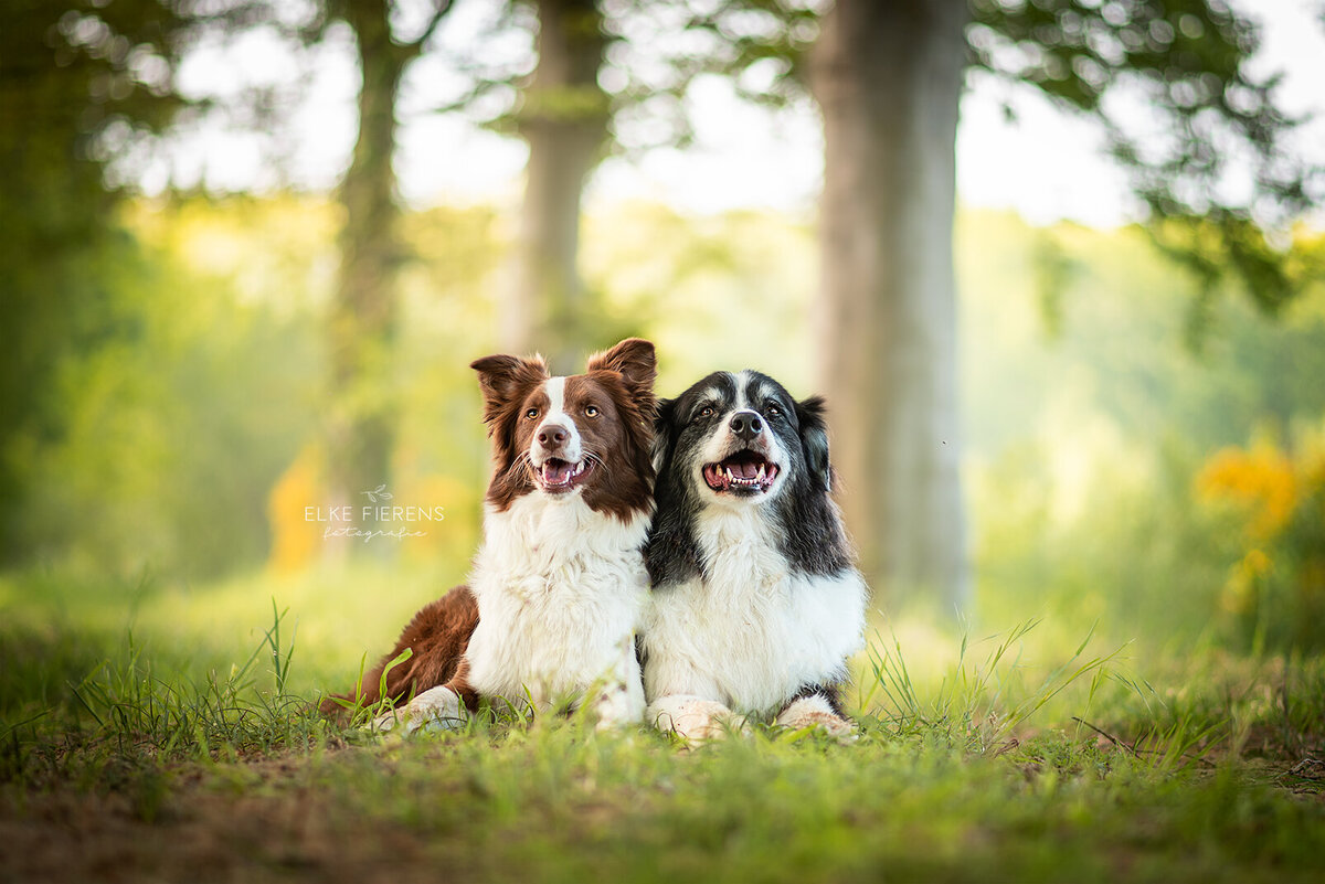 hondenfotograafie - honden in de natuur