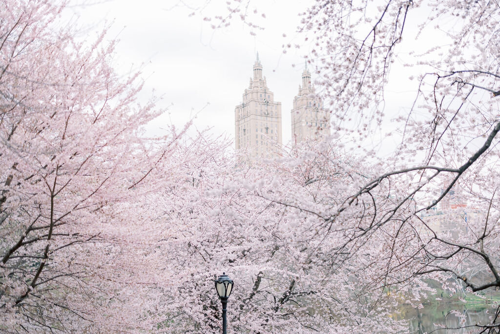 Central Park Cherry Blossom Engagement session 1216