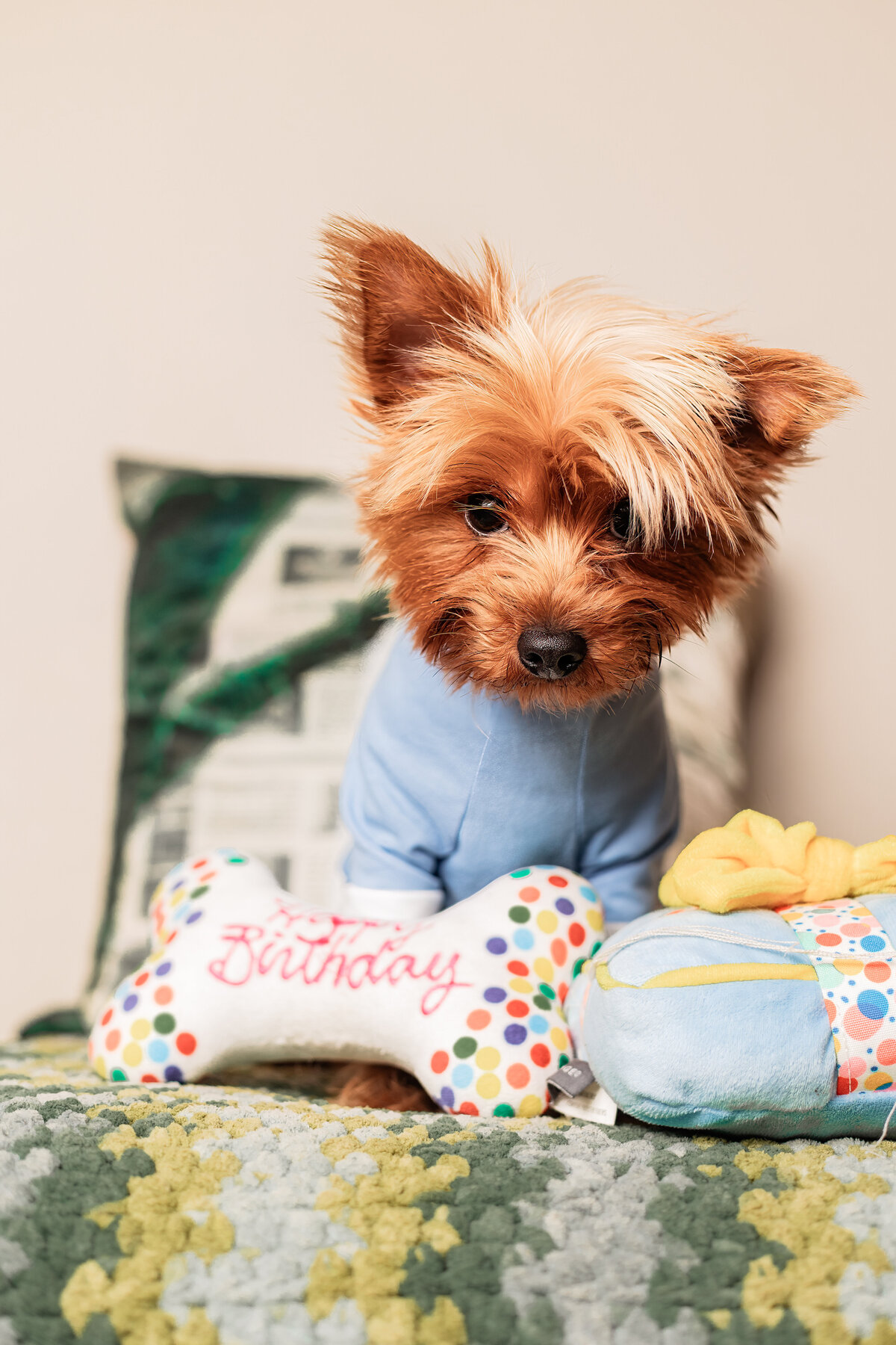 yorkie-turns-one