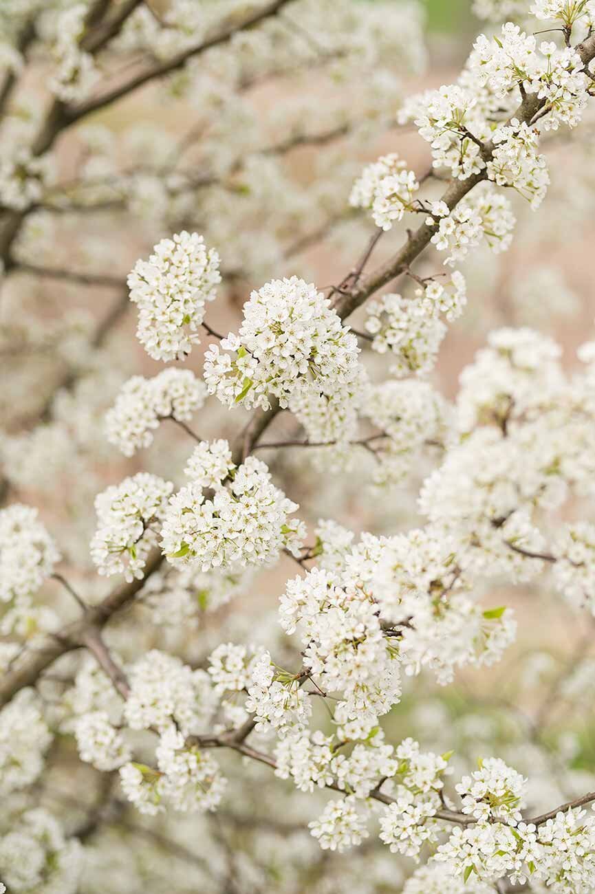 Connecticut Spring Flowers in May