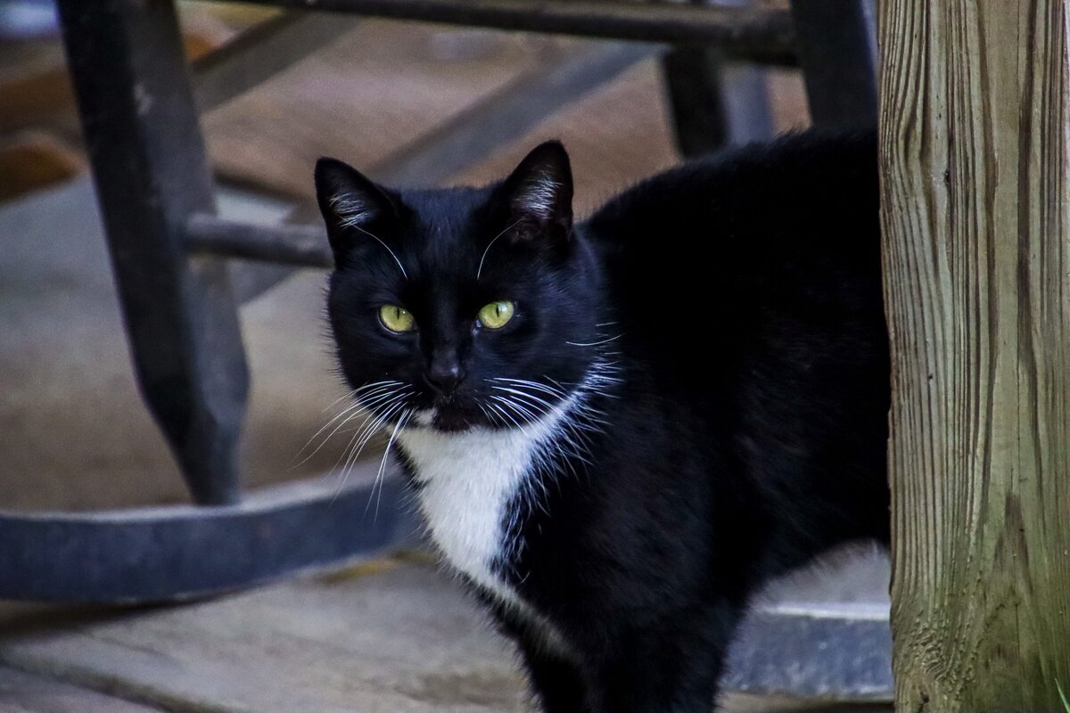 kitty-look