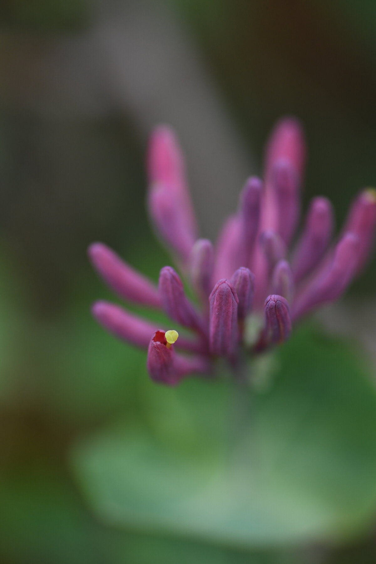 May garden - 98